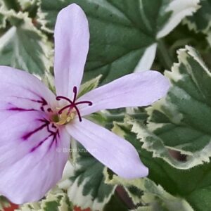 P. Crispum variegatum – Variegated Prince Rupert ROTAD