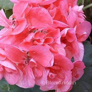 Sören laxrosa blommor  – OROTAD