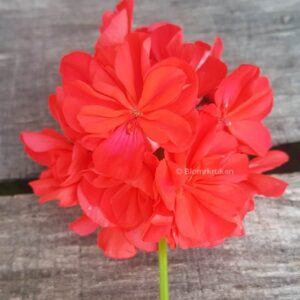 Blomkrukans Robin West –  Korallröda dubbla blommor – Rotad Nyhet 2024 Satt på rotning! 14/7 Minsta ordervärde Reavaror 150 kr